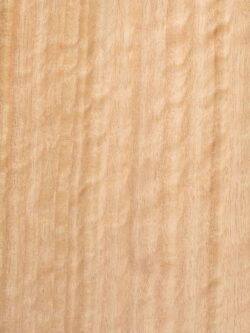 EUCALYPTUS BLOCK FIGURED