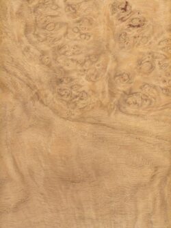 OAK BURL