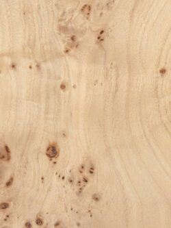 POPLAR BURL